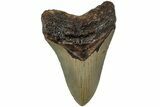Serrated, Fossil Megalodon Tooth - North Carolina #236751-1